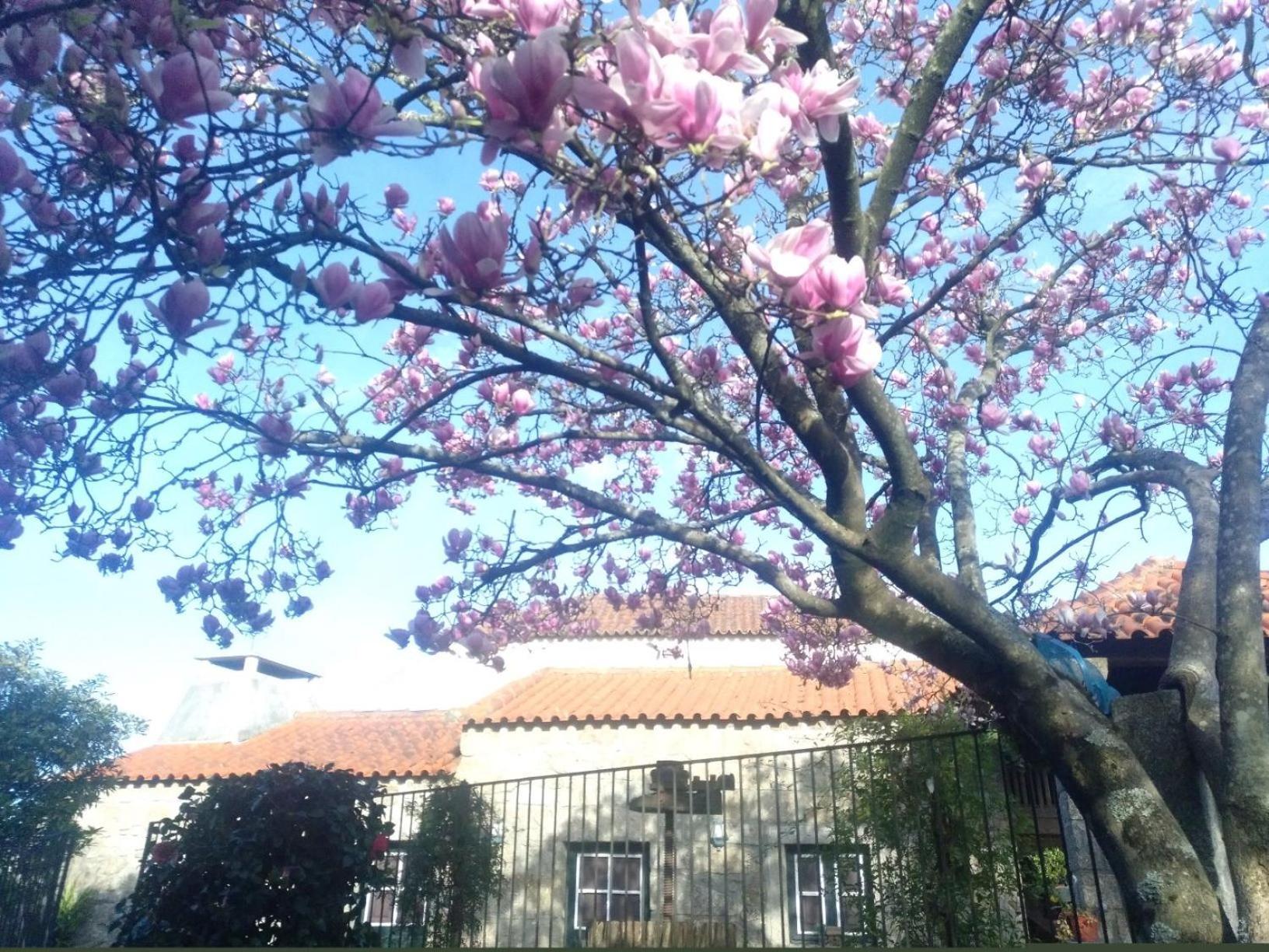 Sao Braz Terrace Villa Landim Exteriör bild